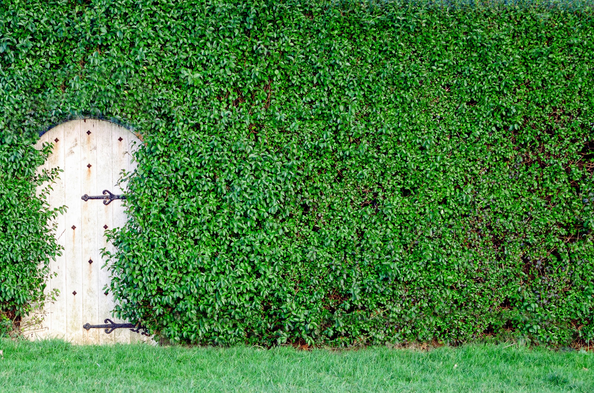 garden green bush free photo