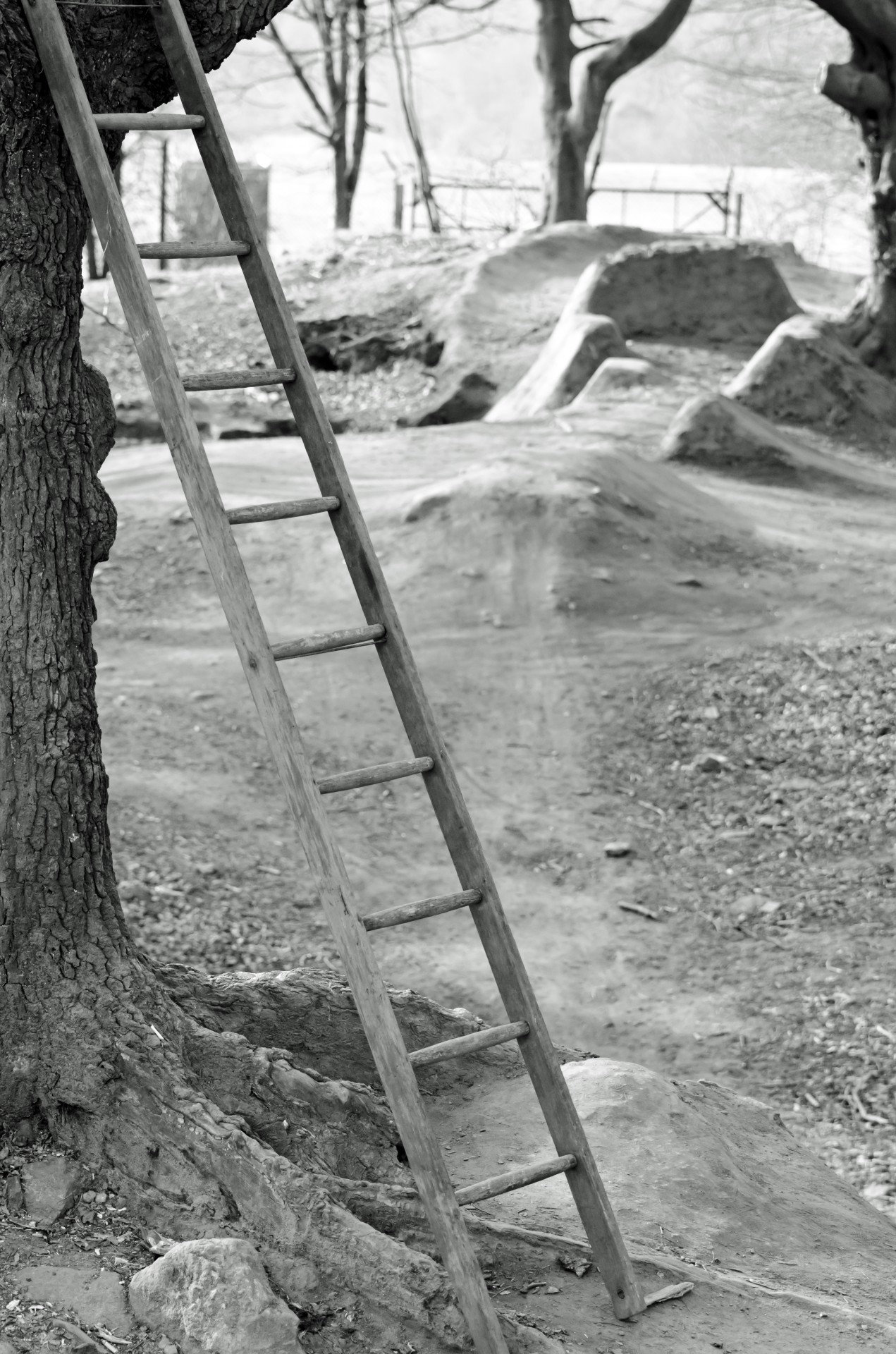 ladder wood forest free photo
