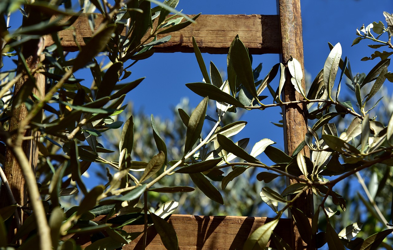 wooden ladder  rung  olive tree free photo