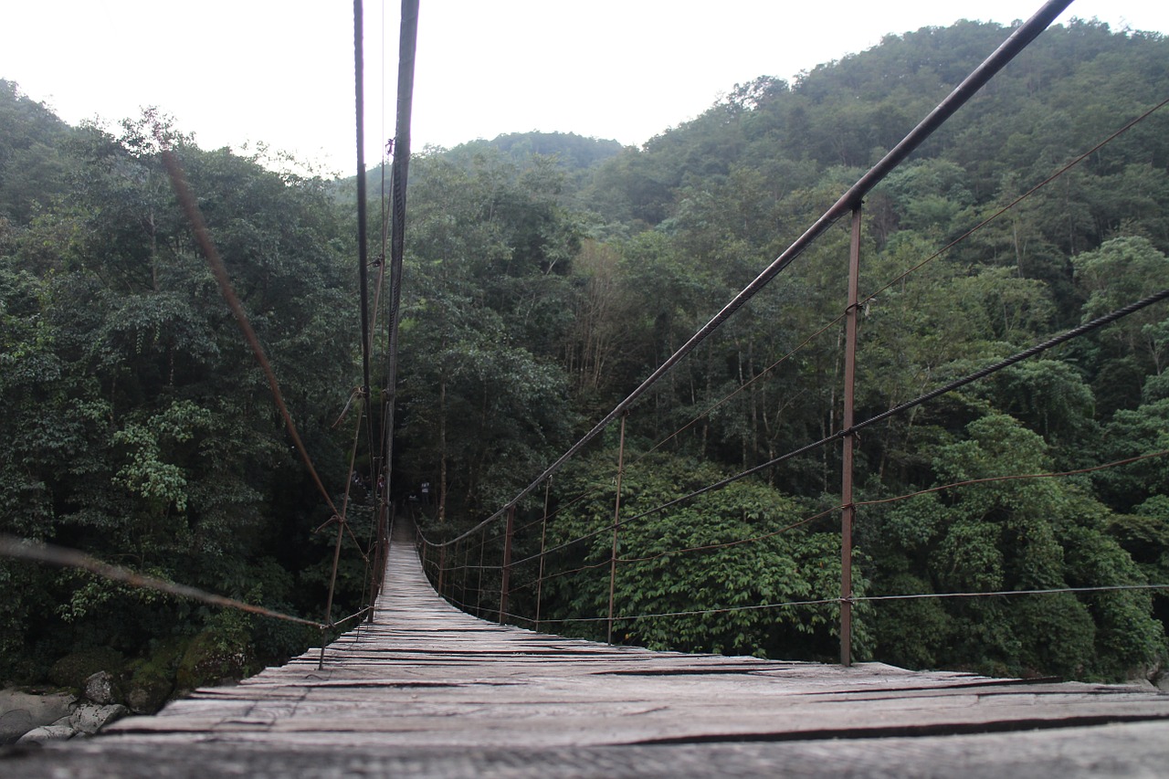 wooden legs landscape forest free photo