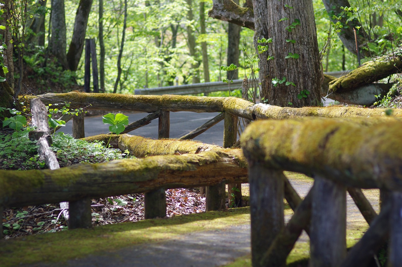 wooden path  mossy  handrail free photo