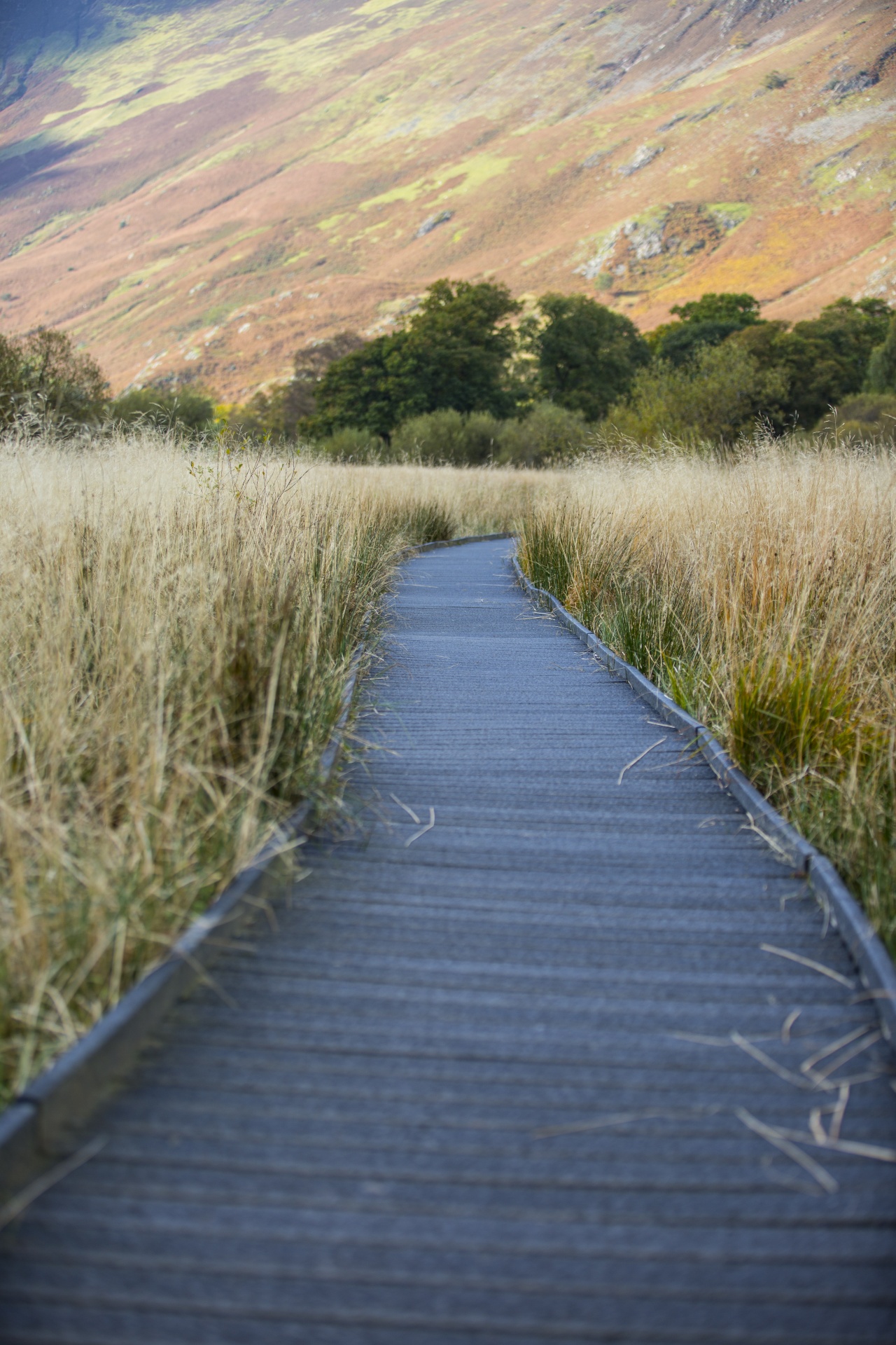 pavement nature wood free photo