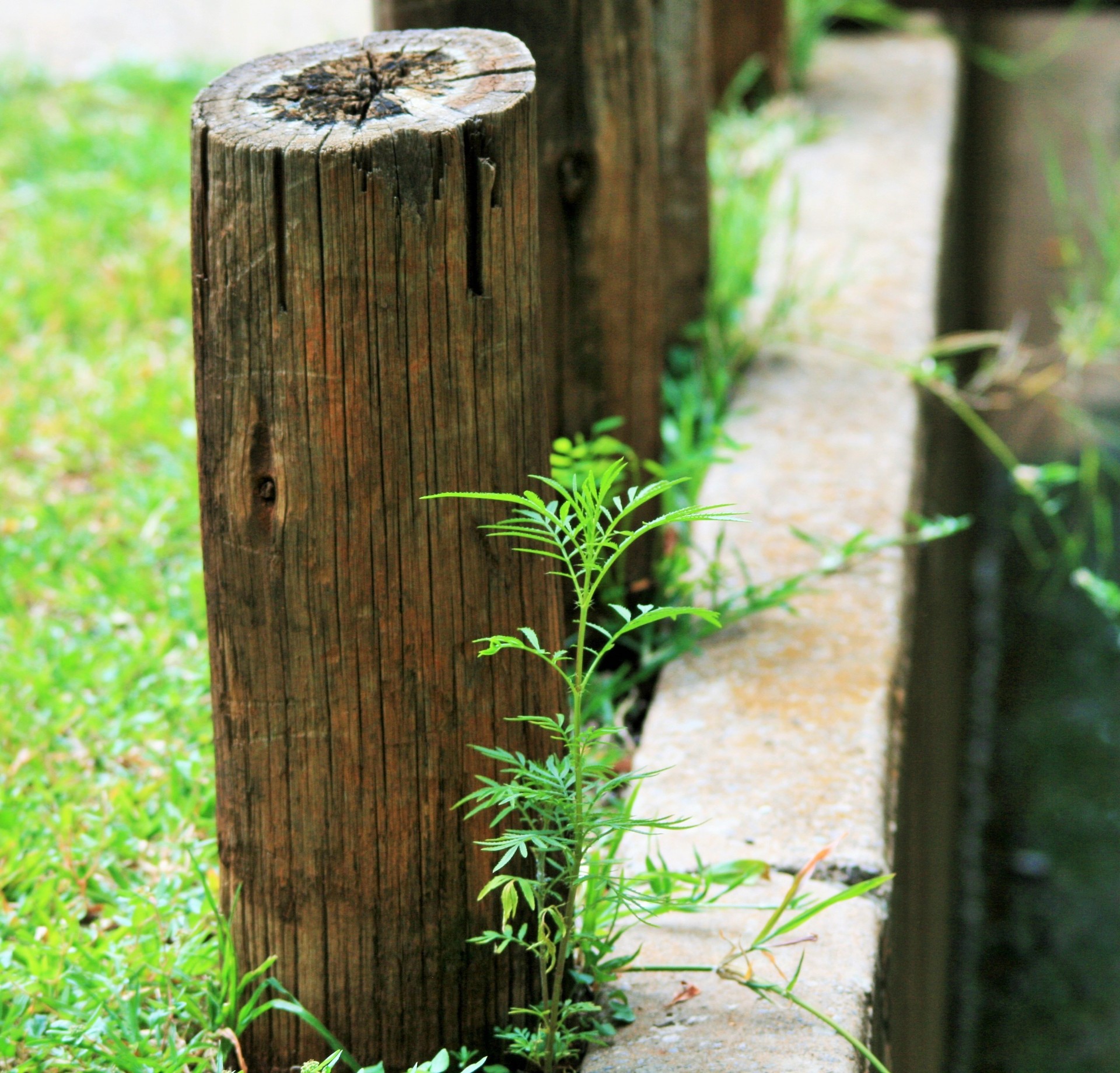 pole wooden weathered free photo