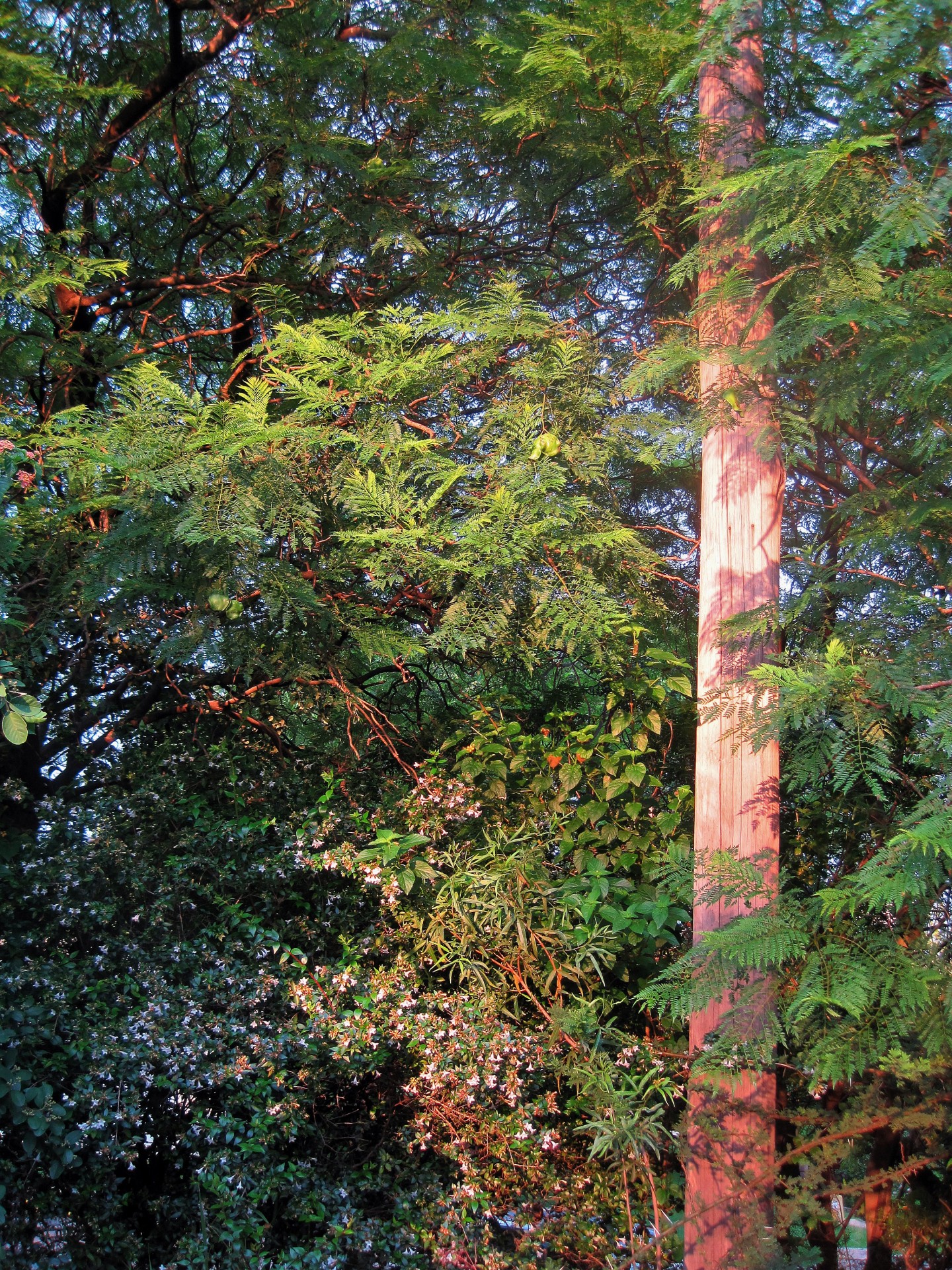trees pole wood free photo