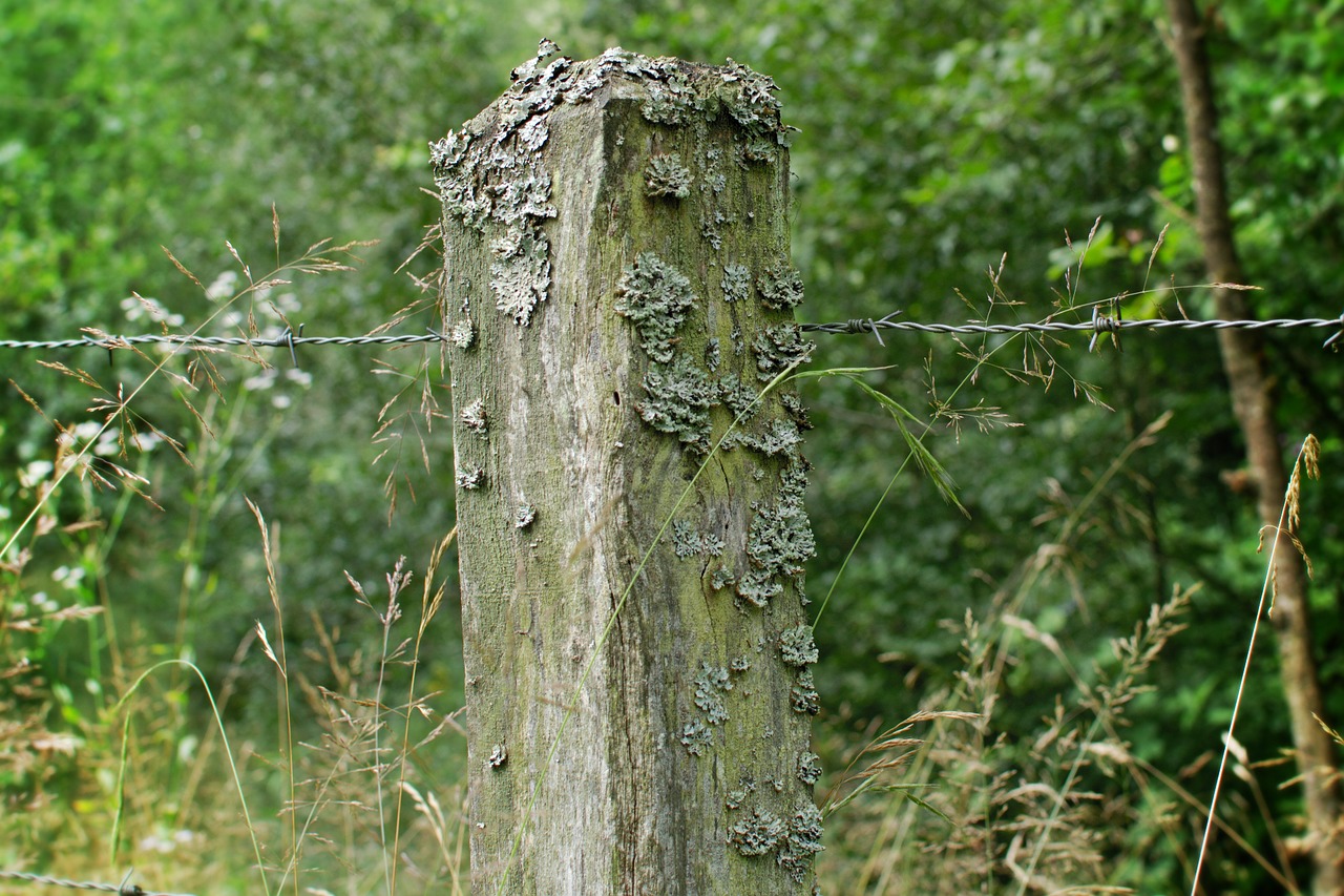 wooden posts post barbed wire free photo