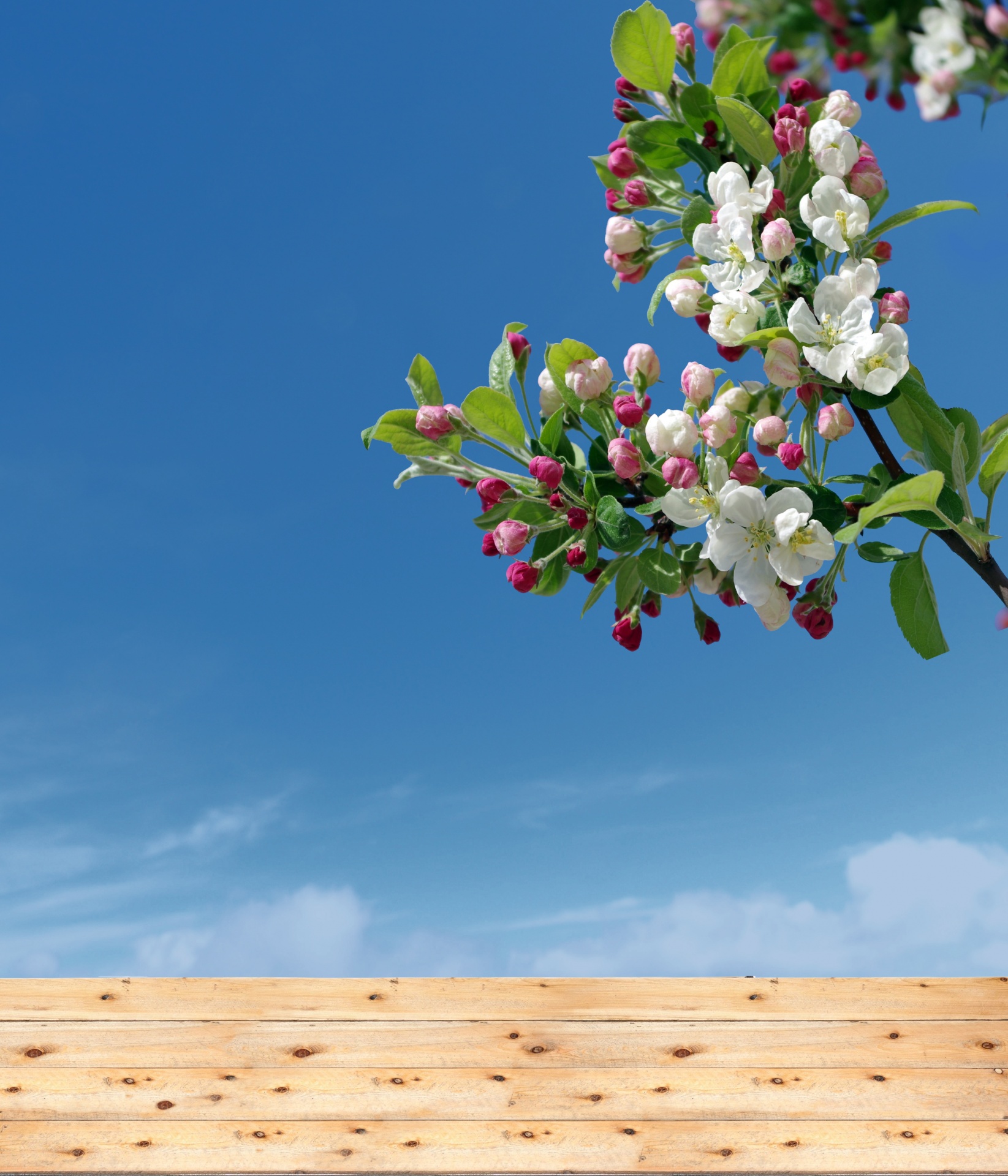 table wooden nature free photo