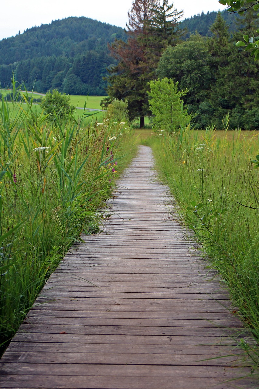 wooden track away path free photo