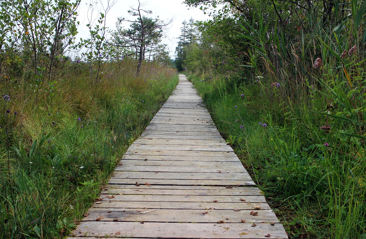 wooden track nature away free photo