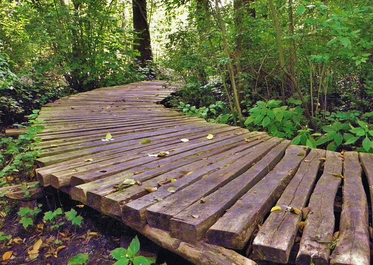 wooden track moor nature free photo