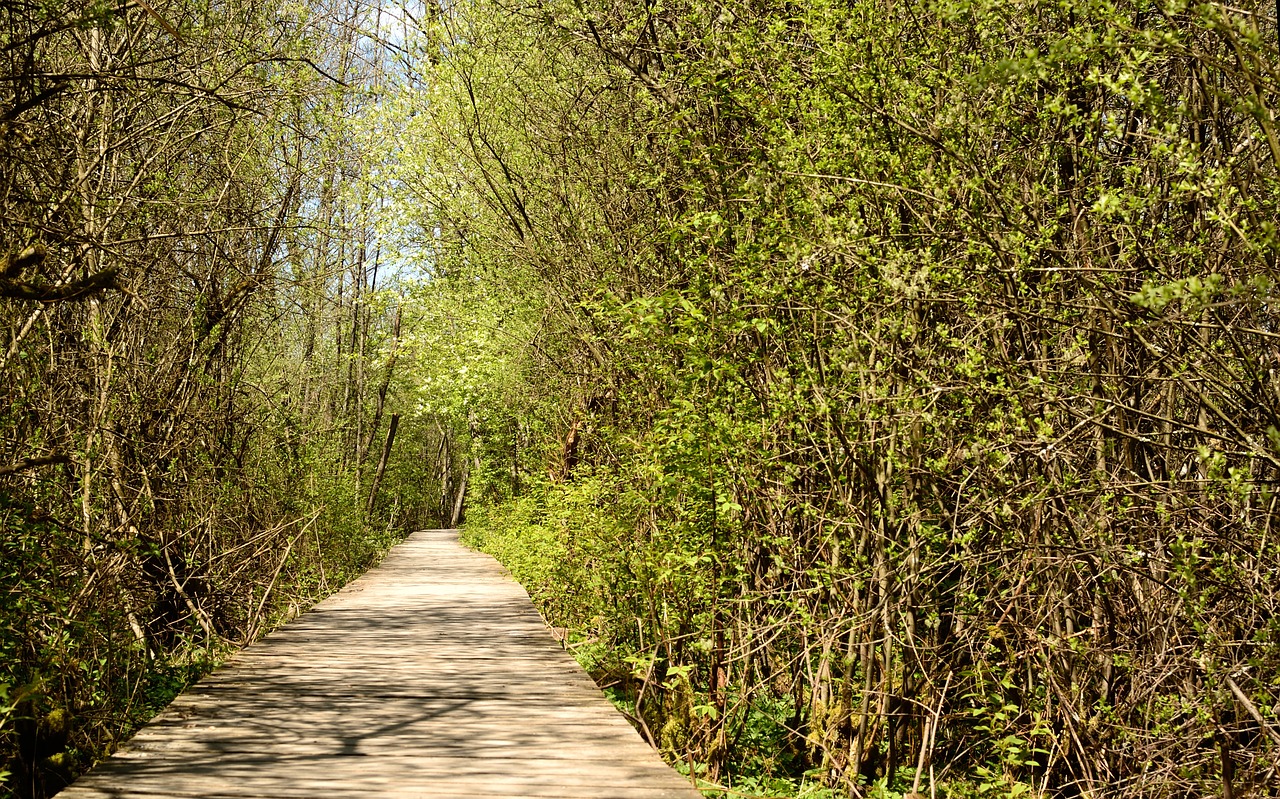 wooden track away web free photo