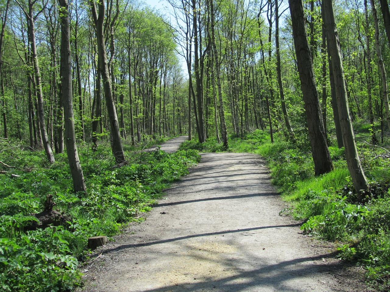 woodland path direction free photo