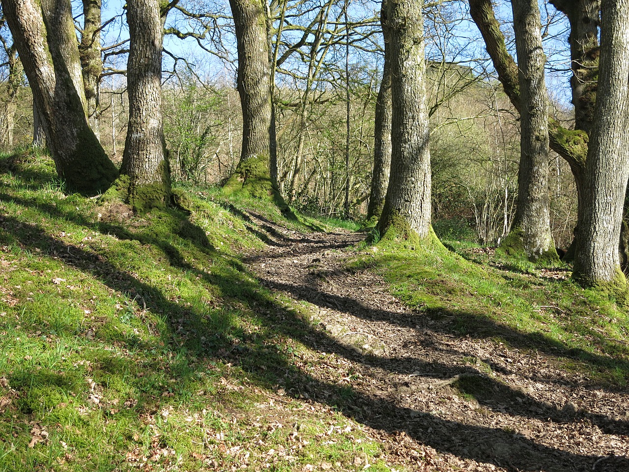 woodland trees path free photo