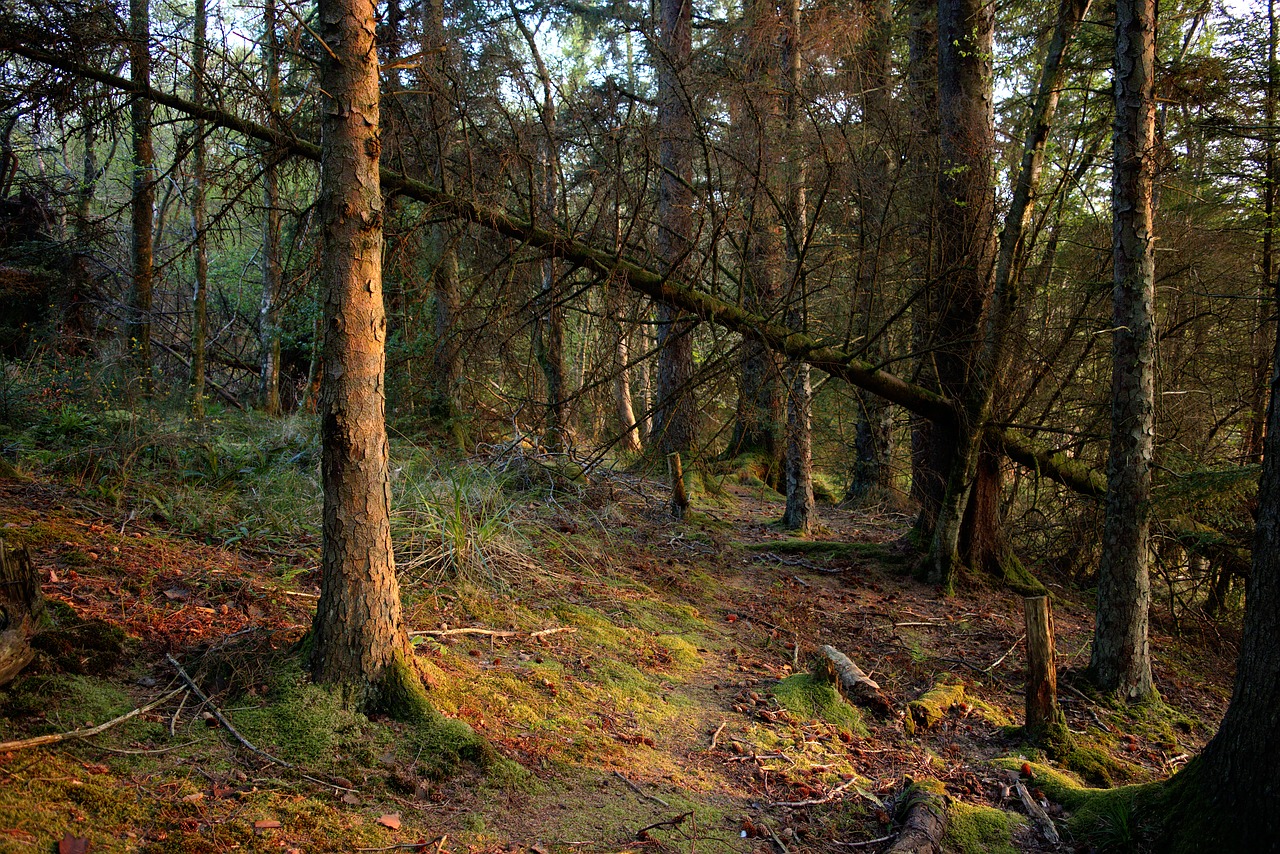 woodland forest forestry free photo
