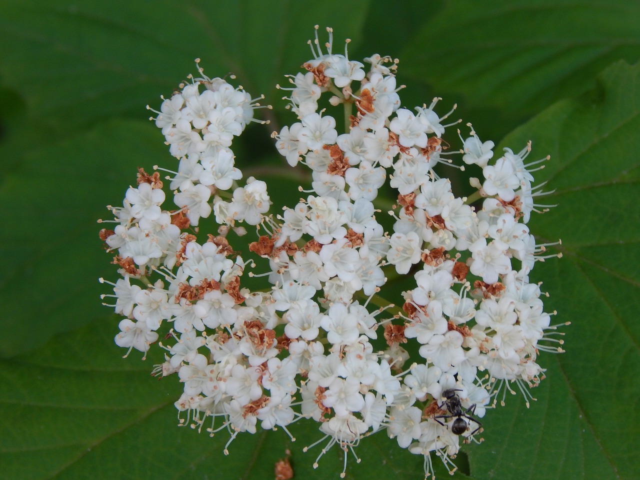 woodland flowers flora free photo