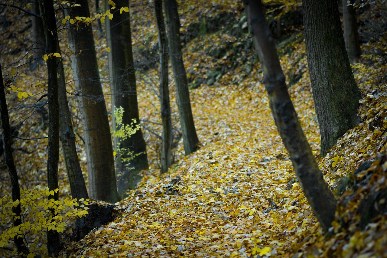 woodland highland leaf free photo