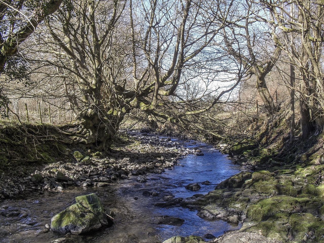 woodland river blaenavon free photo