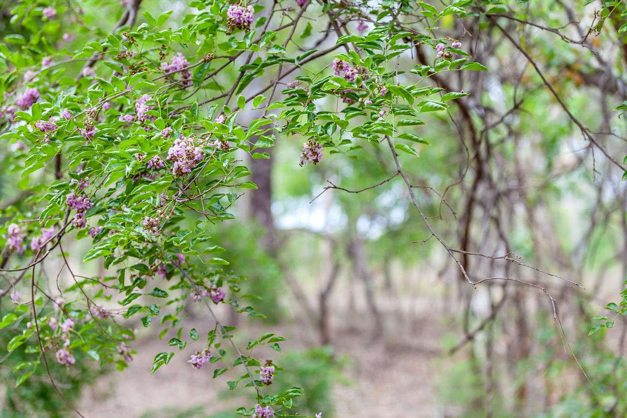 woodland bush background wild flowers free photo