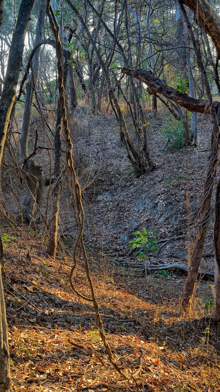 woodland bushland forest australian woodland free photo