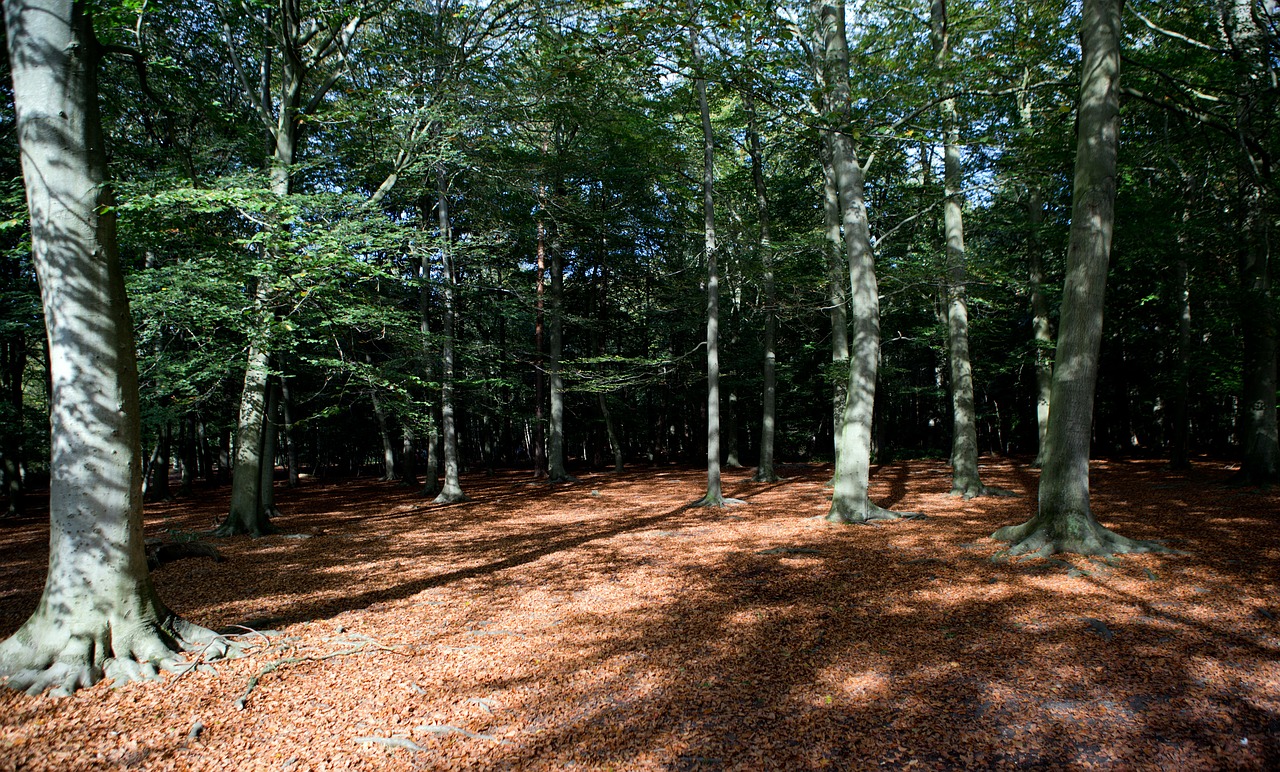 woodland forest autumn light free photo