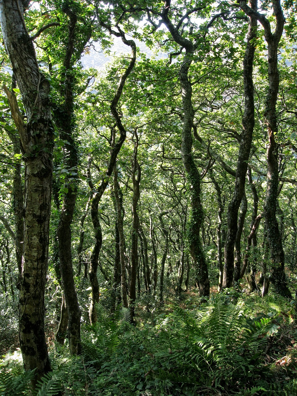 woodland trees forest free photo