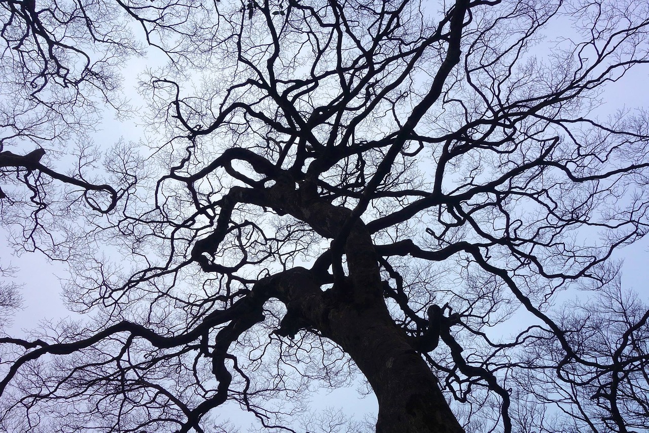 woodland taiwan dead wood free photo