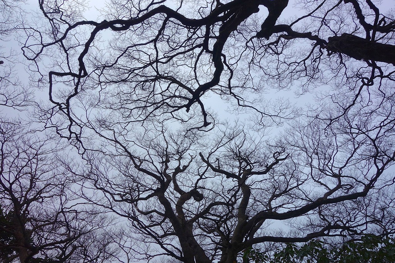 woodland taiwan dead wood free photo