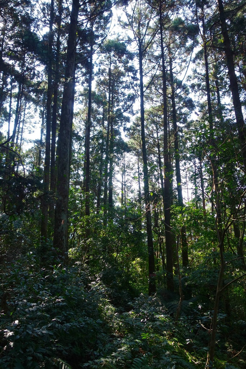 woodland taiwan forest free photo