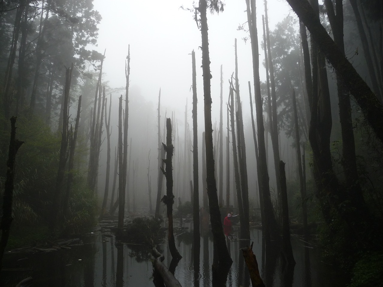 woodland dead wood pond free photo