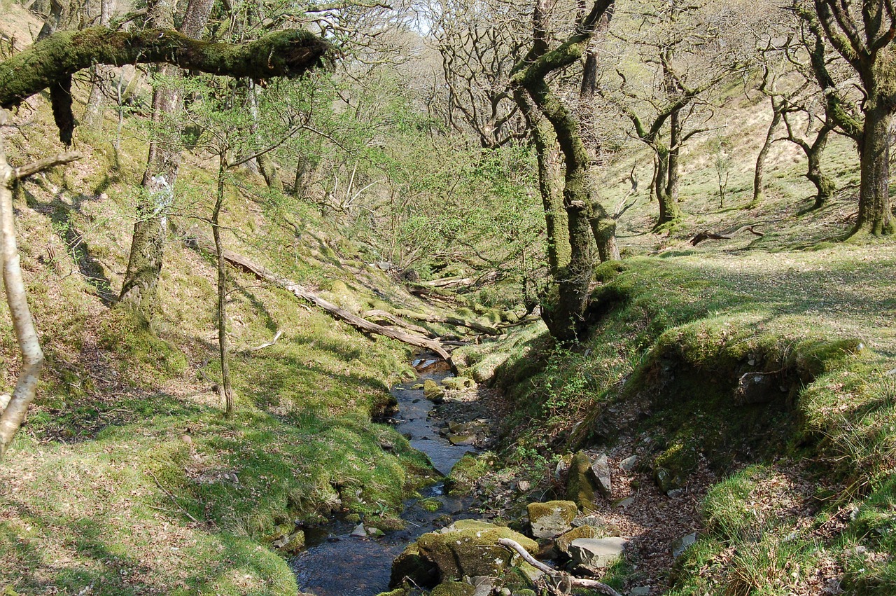 woodland trees stream free photo