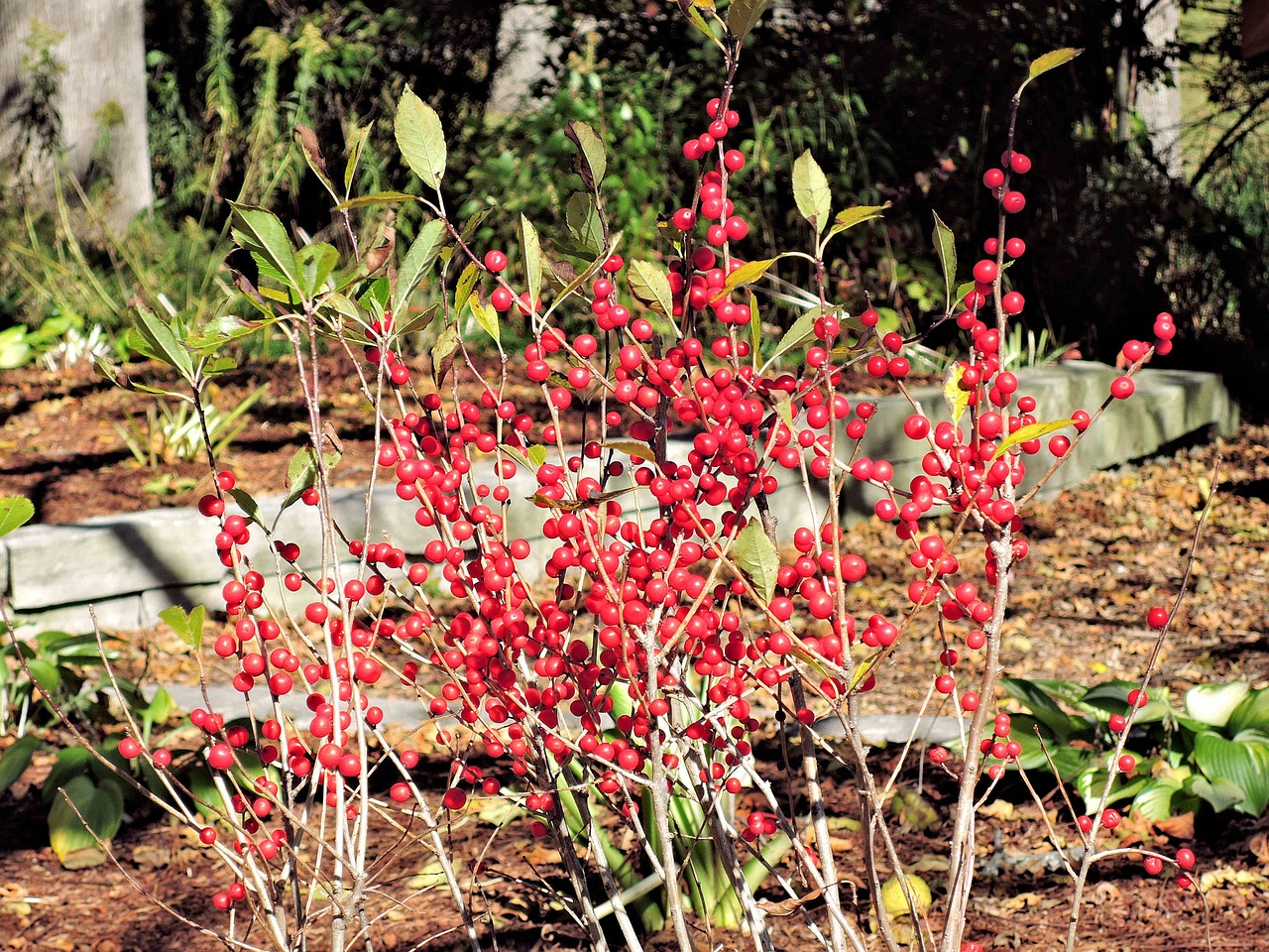 woodland berries wild nature free photo