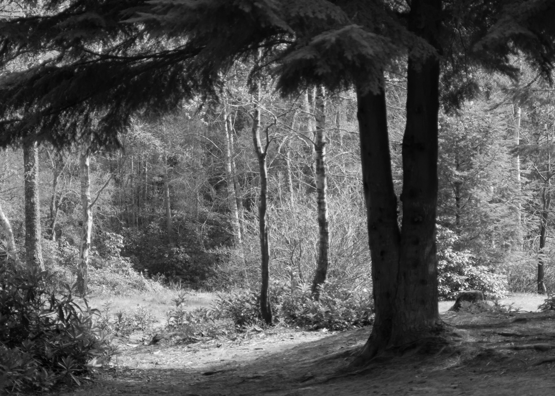 woodland black white photograph woodland landscape free photo