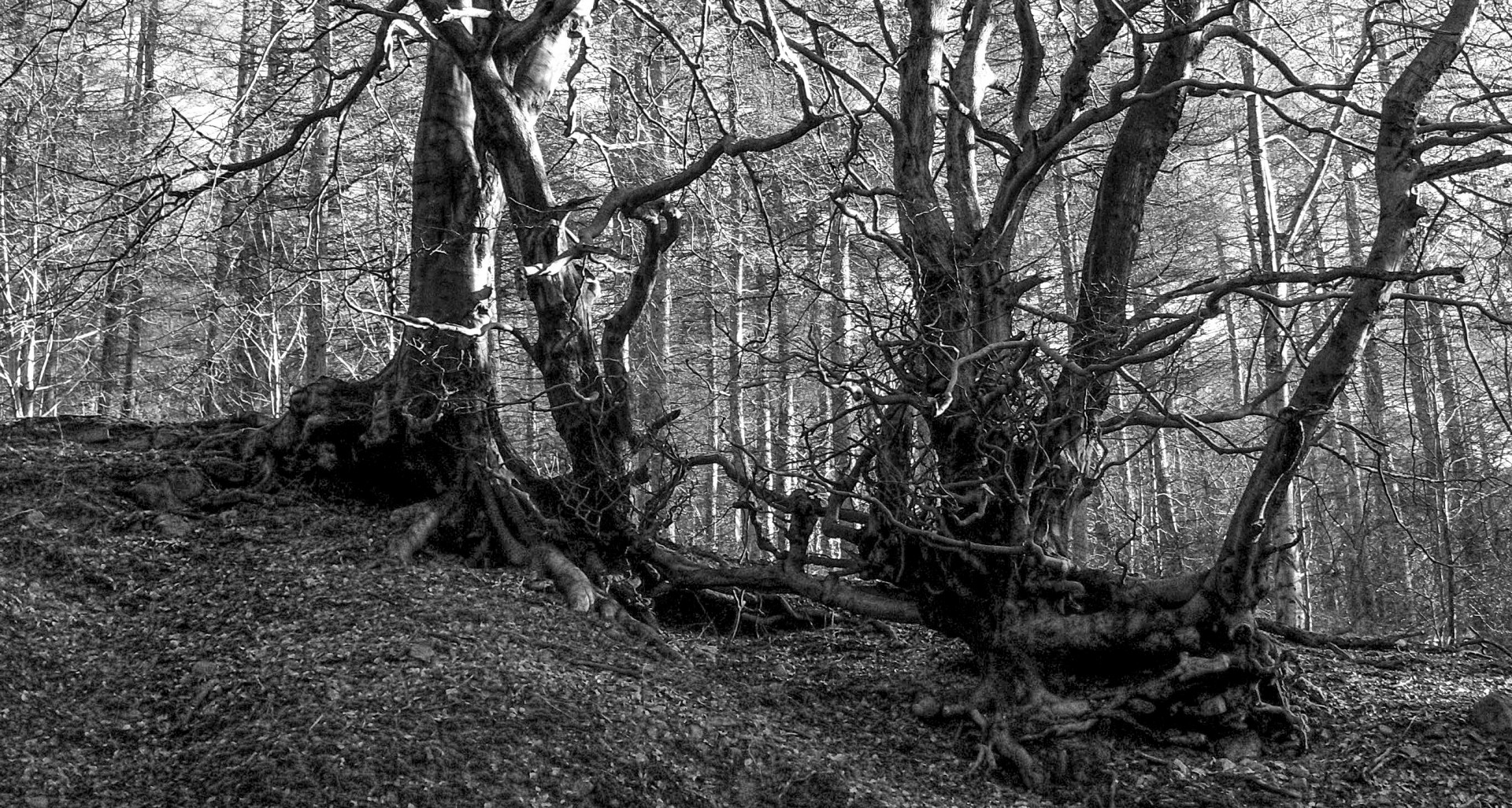 woodland trees countryside free photo