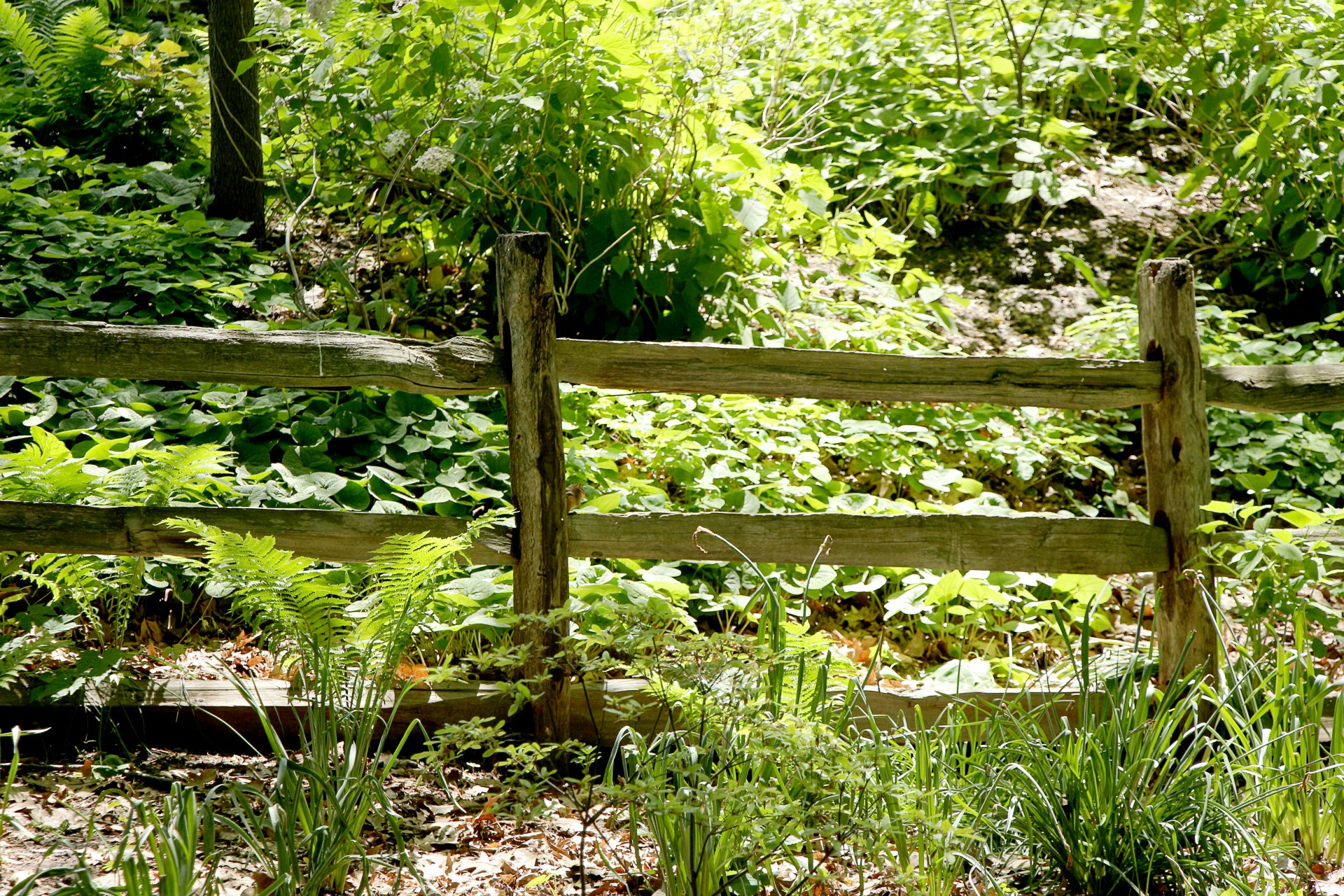 fence wood woods free photo