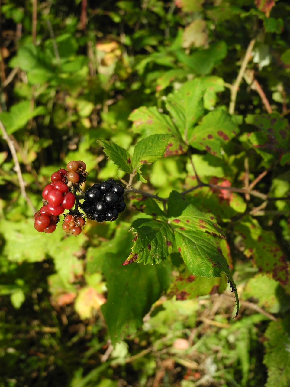 woodland plant non edible nature free photo