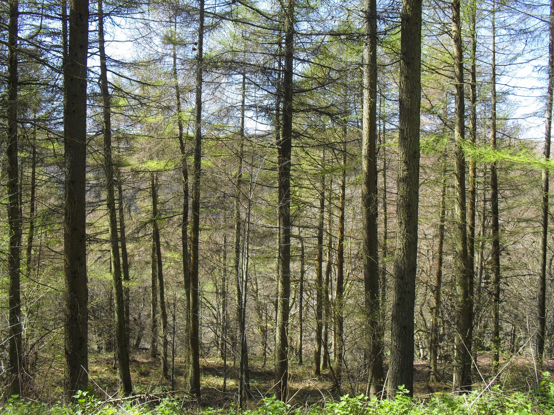 woodland trees nature free photo