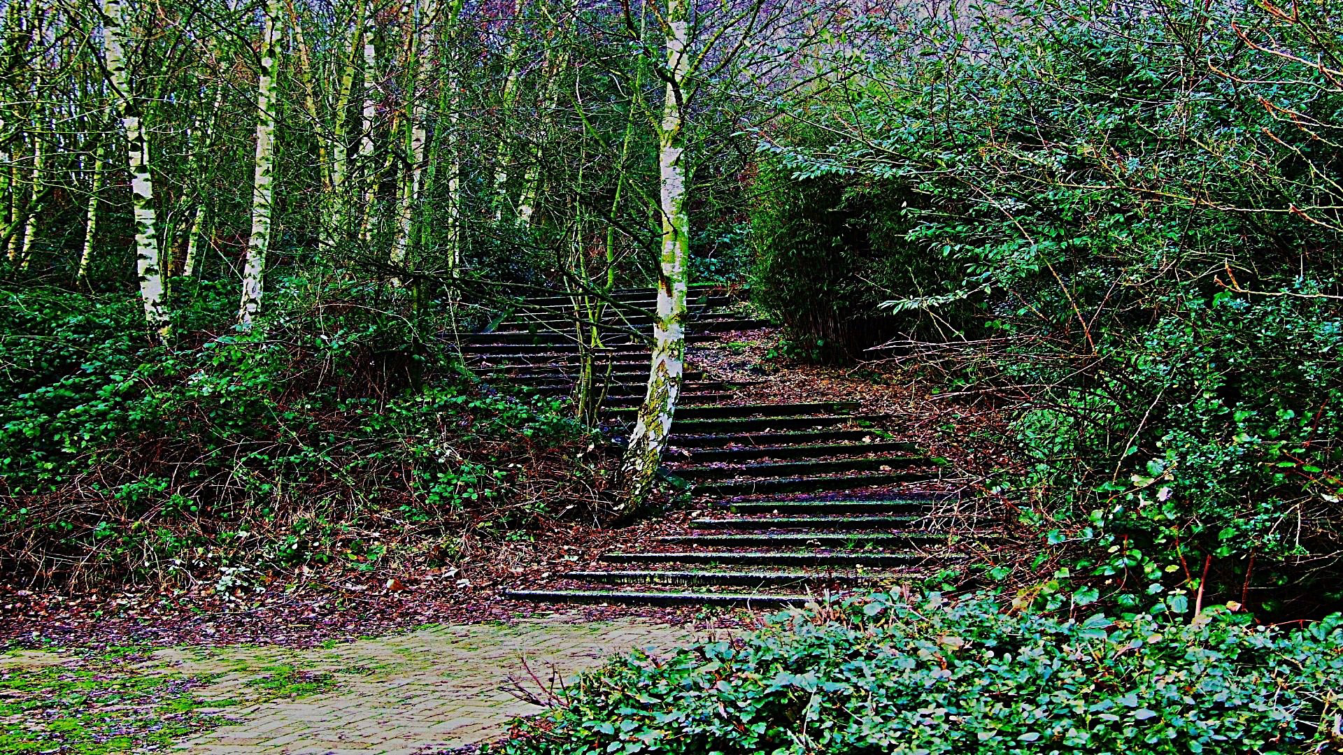 woodland steps nature free photo