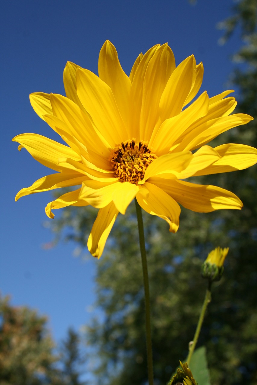 woodland sunflower flower floral free photo