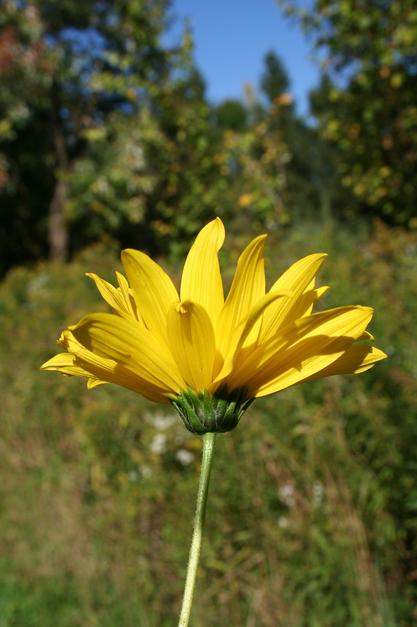 woodland sunflower flower floral free photo