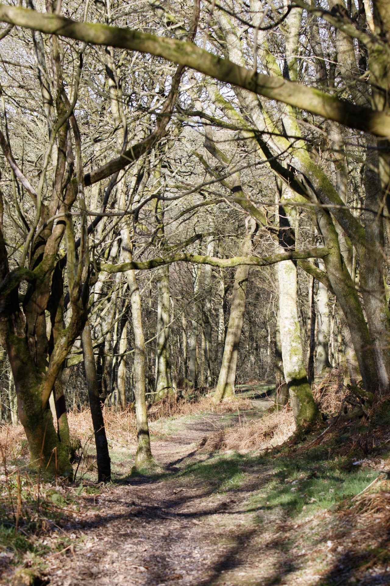 woodland ancient track free photo