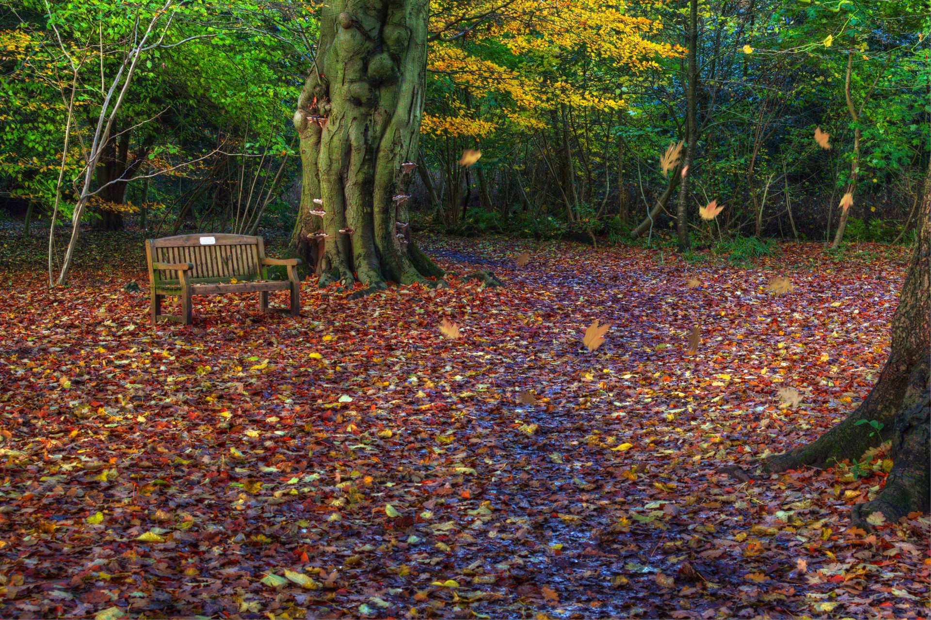 buddhist woodland path autumn free photo