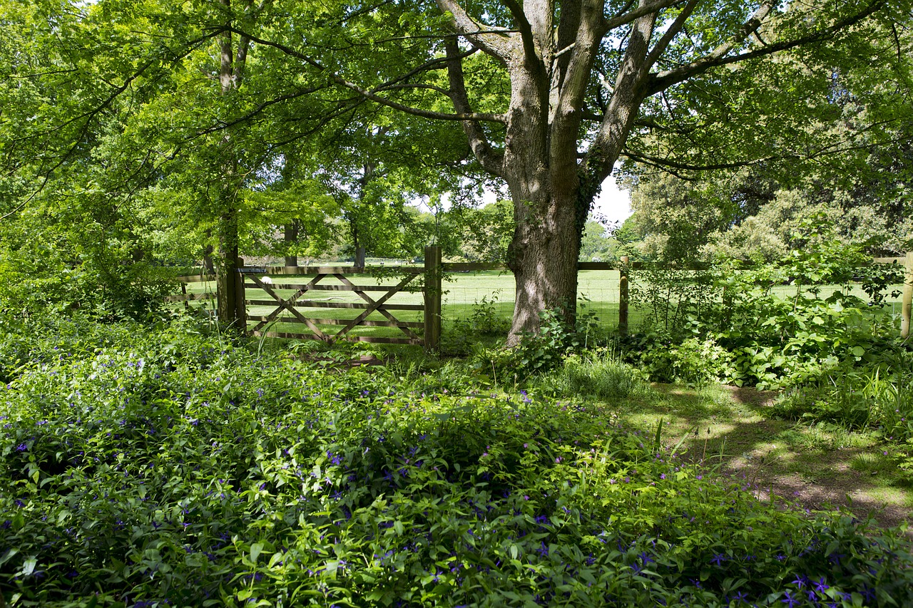woodland walk old oak tree field gate free photo
