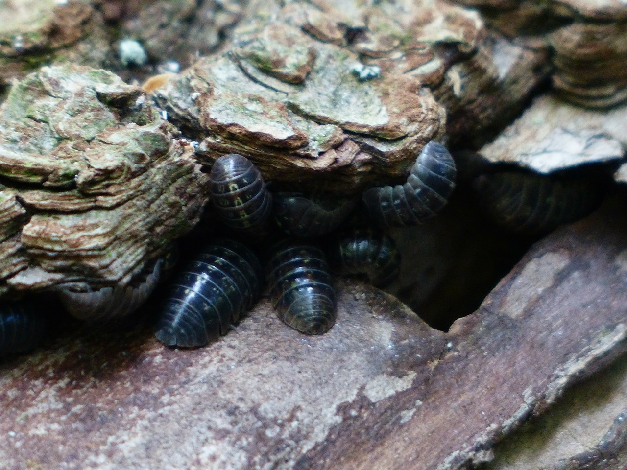woodlice terrestrial isopods oniscidea free photo