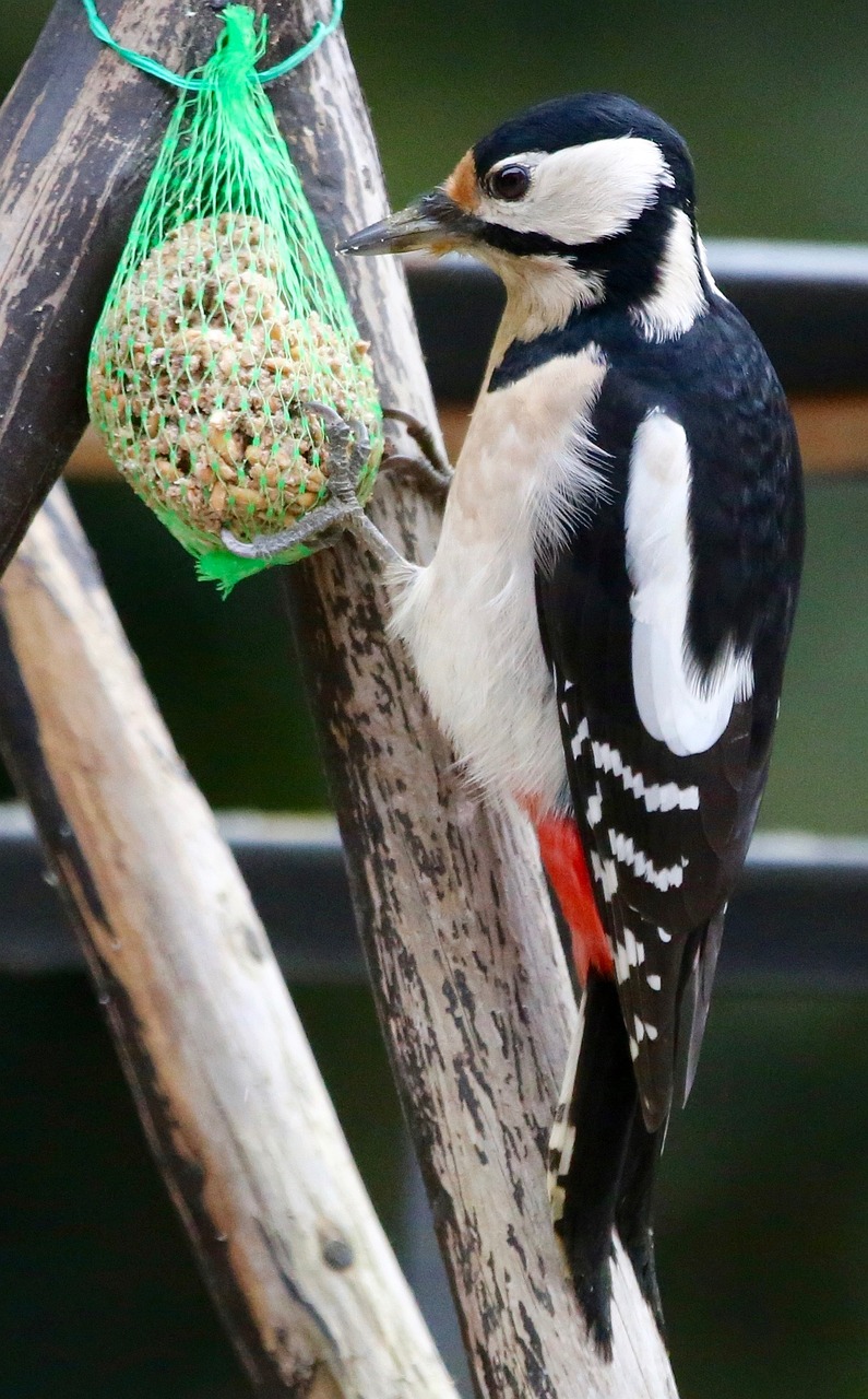 woodpecker great spotted woodpecker bird free photo