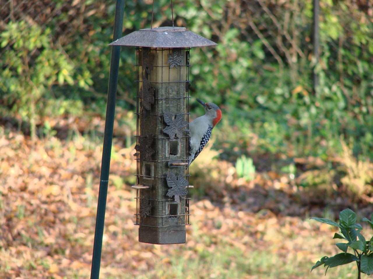 woodpecker feeding birdhouse free photo
