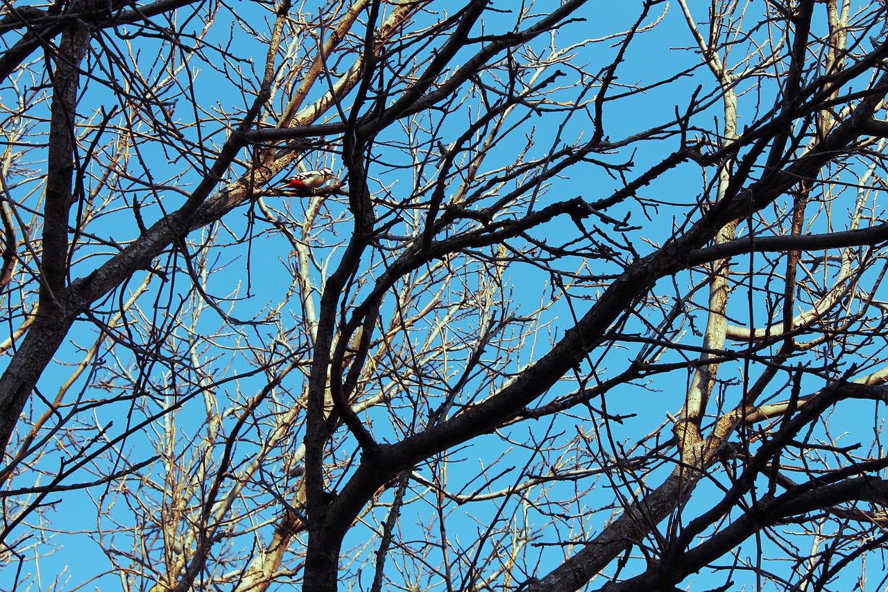 woodpecker bird tree free photo