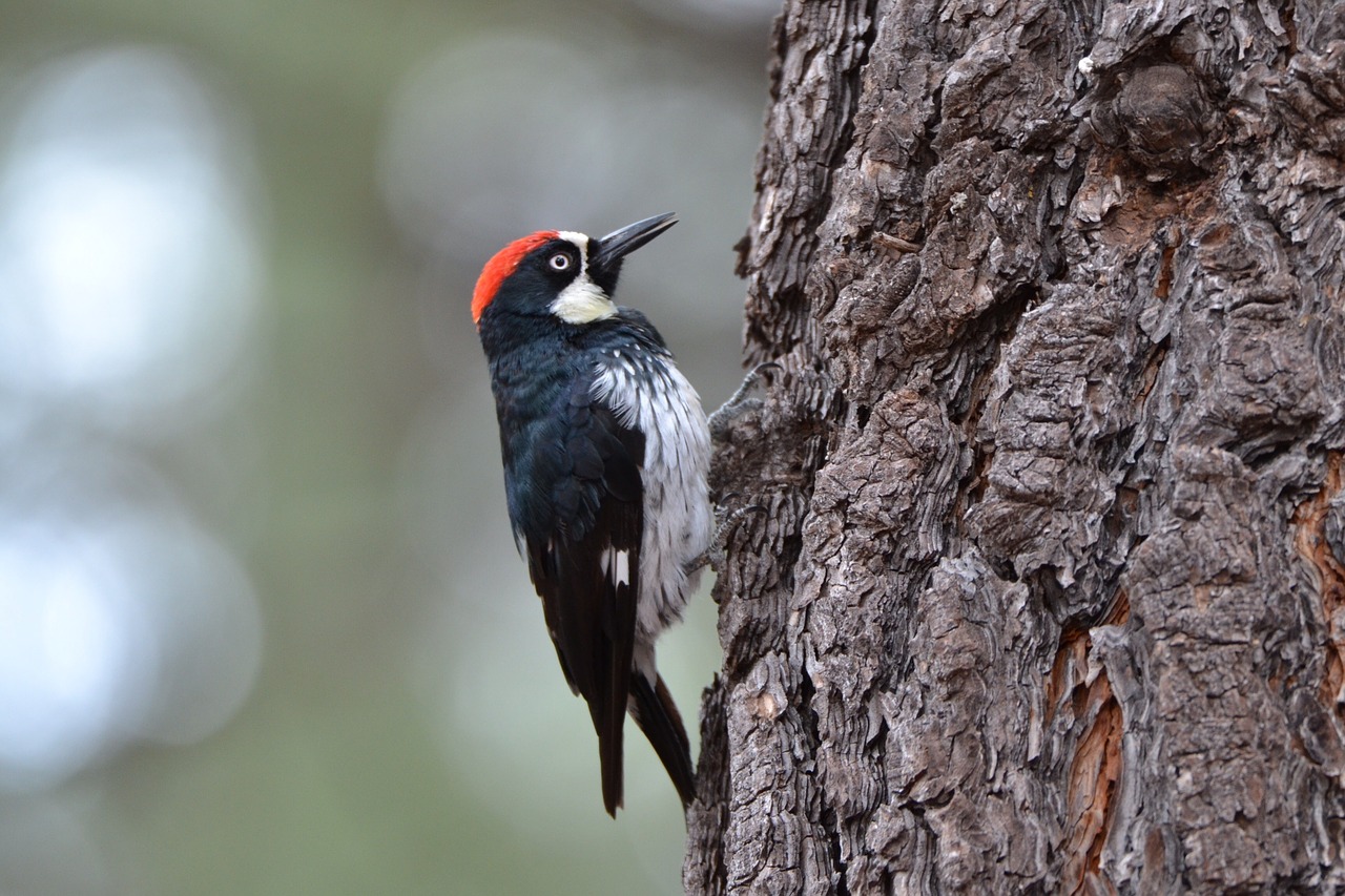woodpecker bird birdwatching free photo
