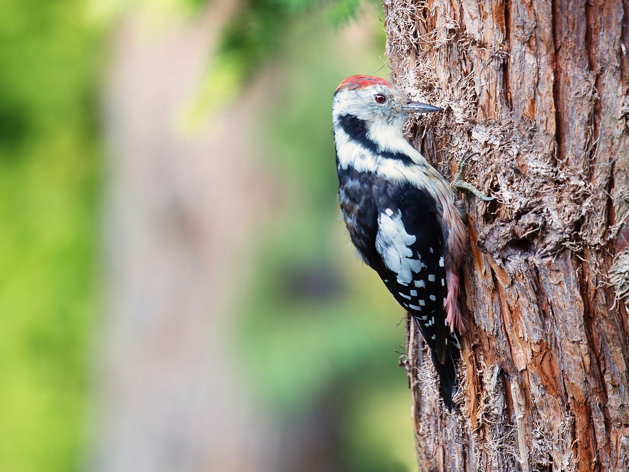 woodpecker great spotted woodpecker bird free photo