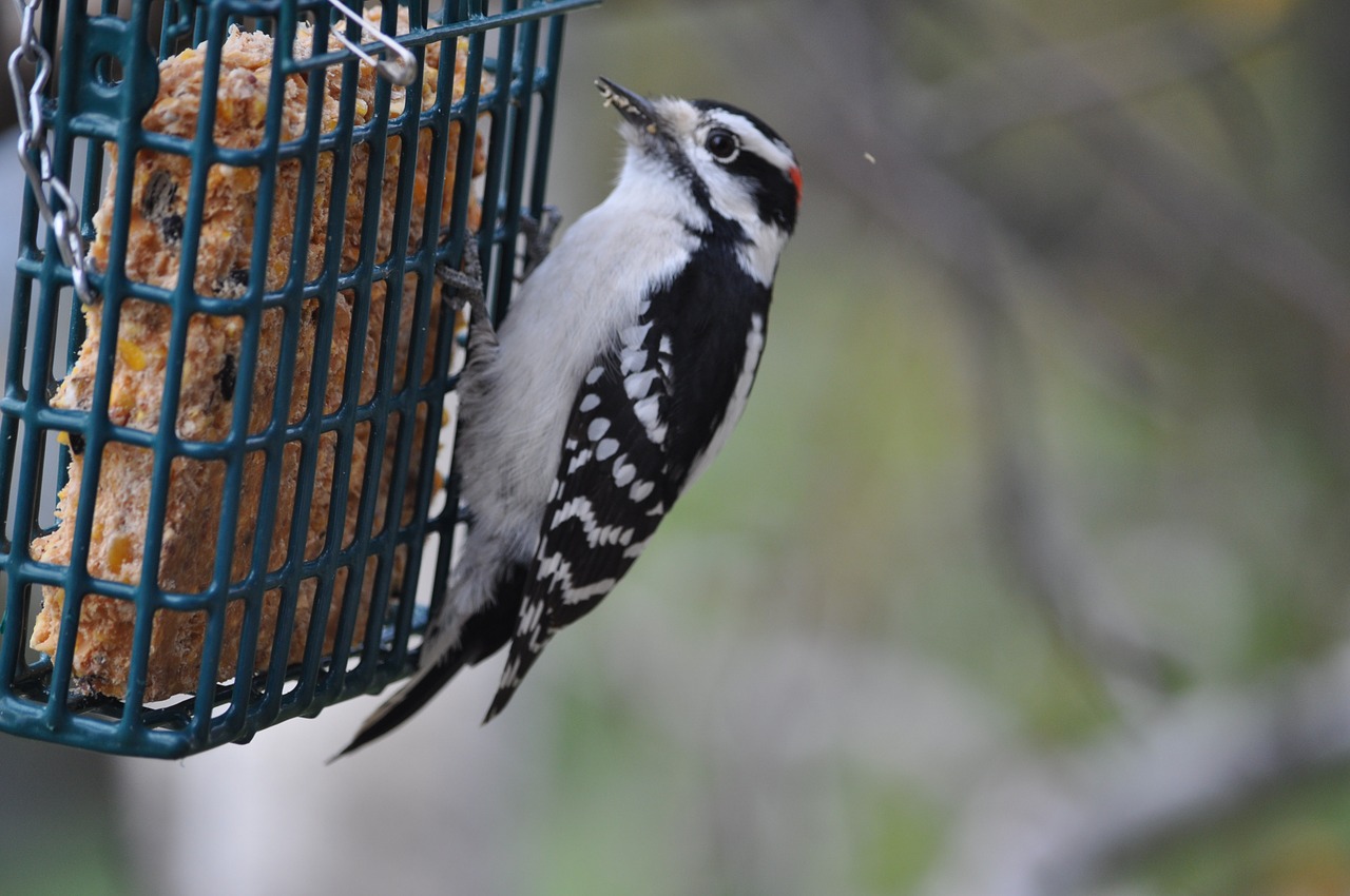 woodpecker bird perched free photo