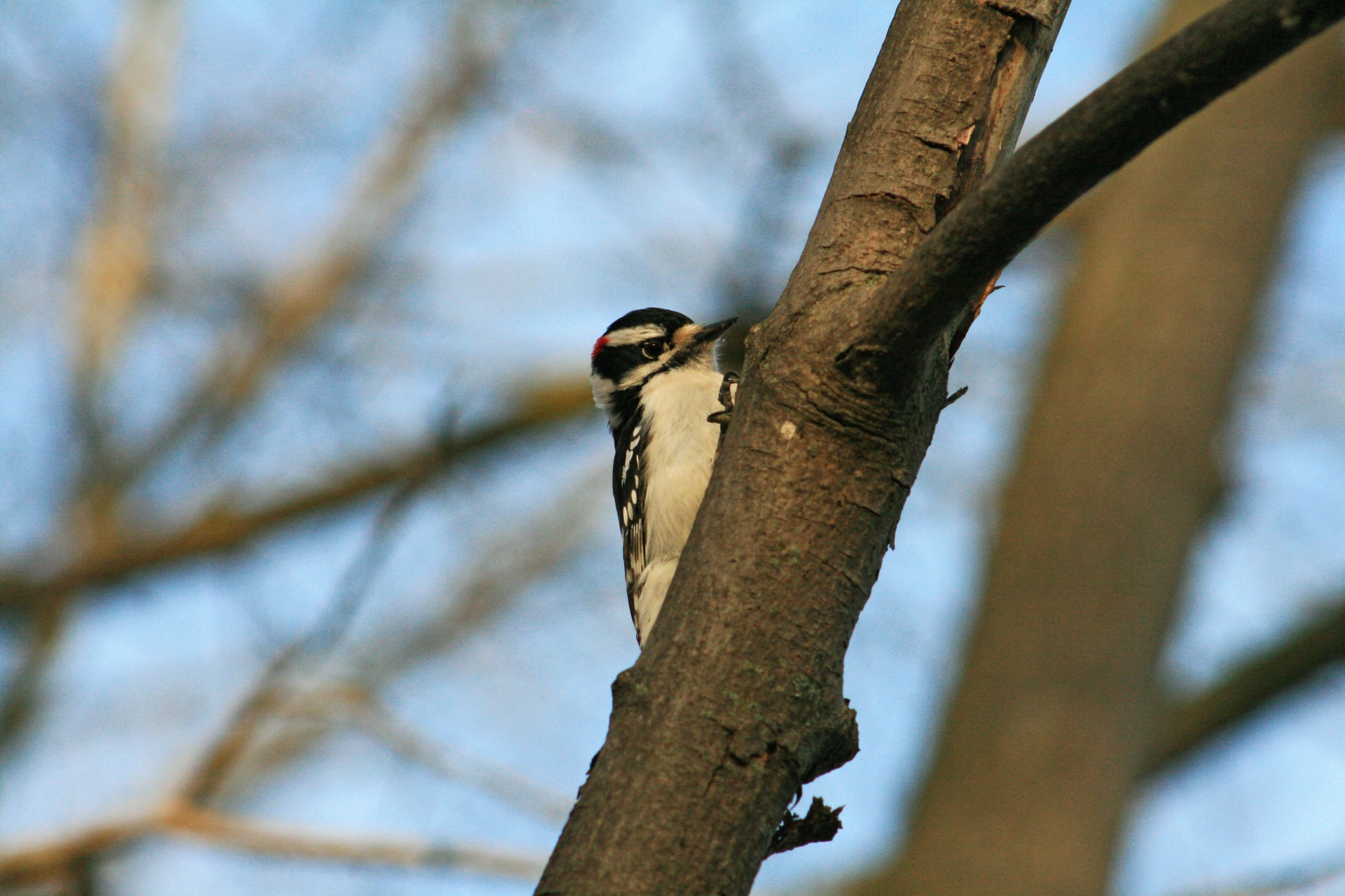 woodpecker bird tree free photo