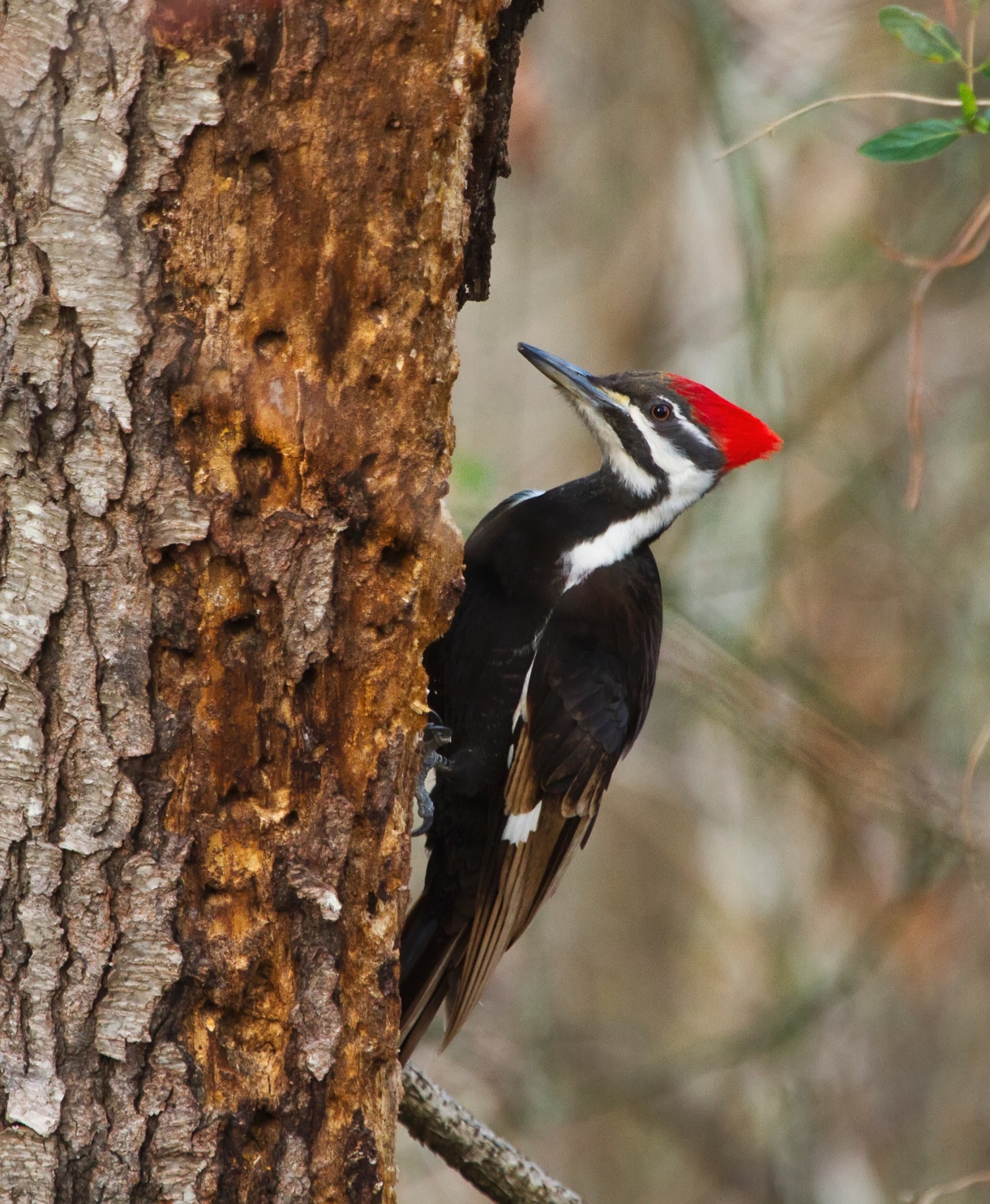 woodpecker pileated portrait free photo